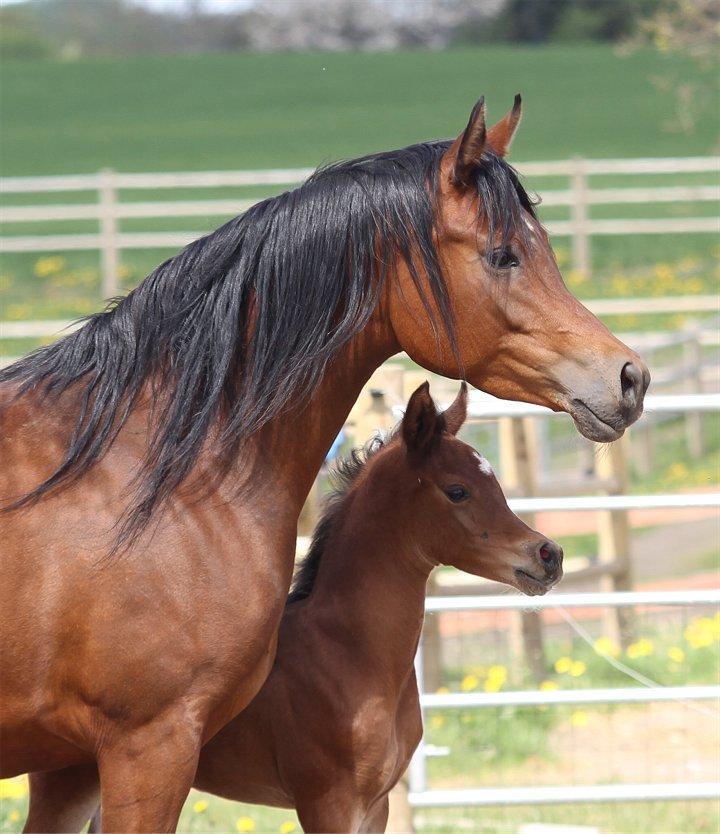 Arabisk fuldblod (OX) D. Double Up billede 13