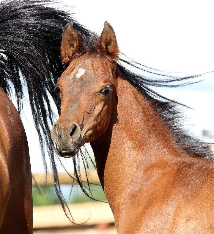 Arabisk fuldblod (OX) D. Double Up billede 1