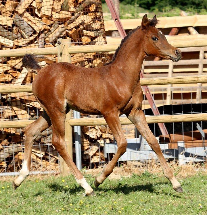 Arabisk fuldblod (OX) D. Double Up billede 15