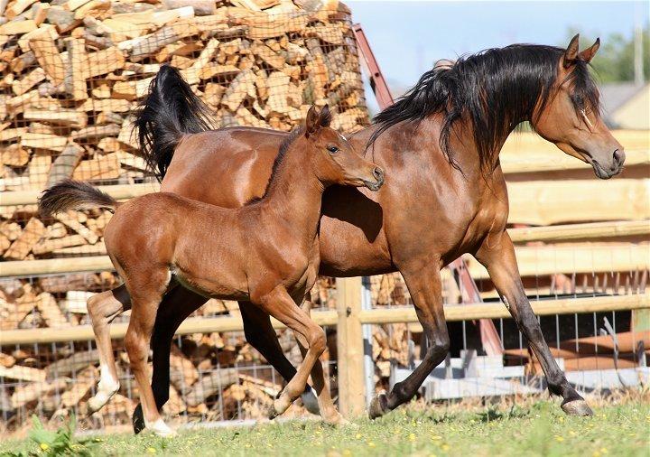 Arabisk fuldblod (OX) D. Double Up billede 16