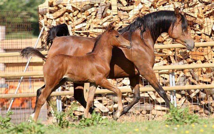 Arabisk fuldblod (OX) D. Double Up billede 17