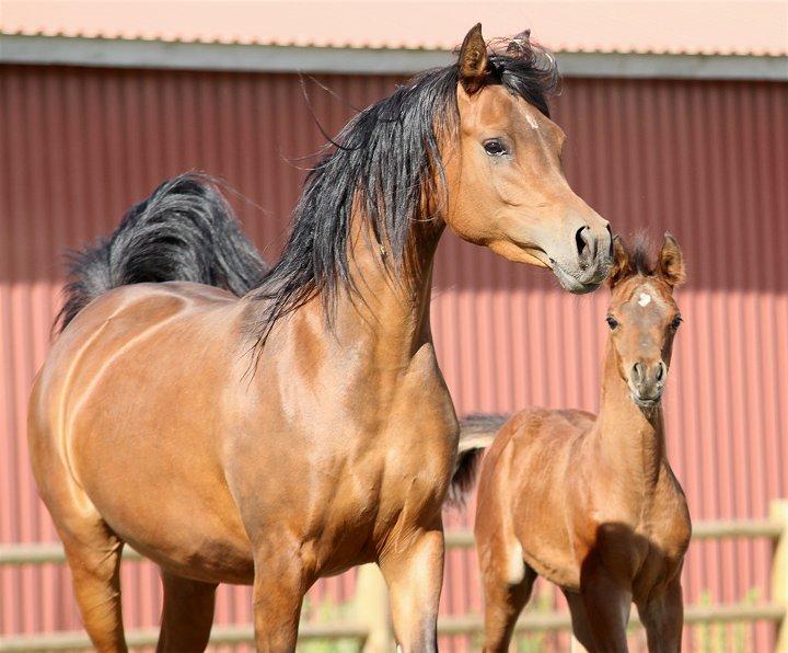 Arabisk fuldblod (OX) D. Double Up billede 18