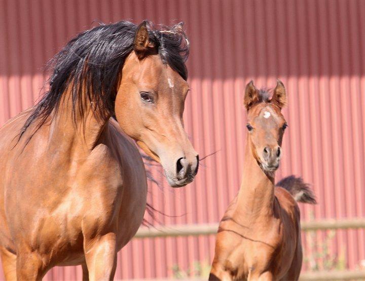 Arabisk fuldblod (OX) D. Double Up billede 19