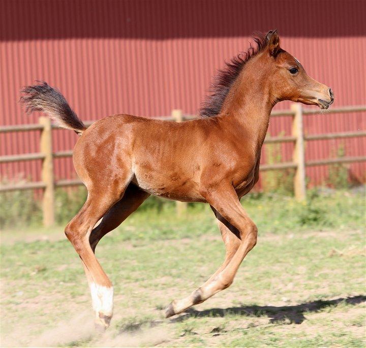 Arabisk fuldblod (OX) D. Double Up billede 20