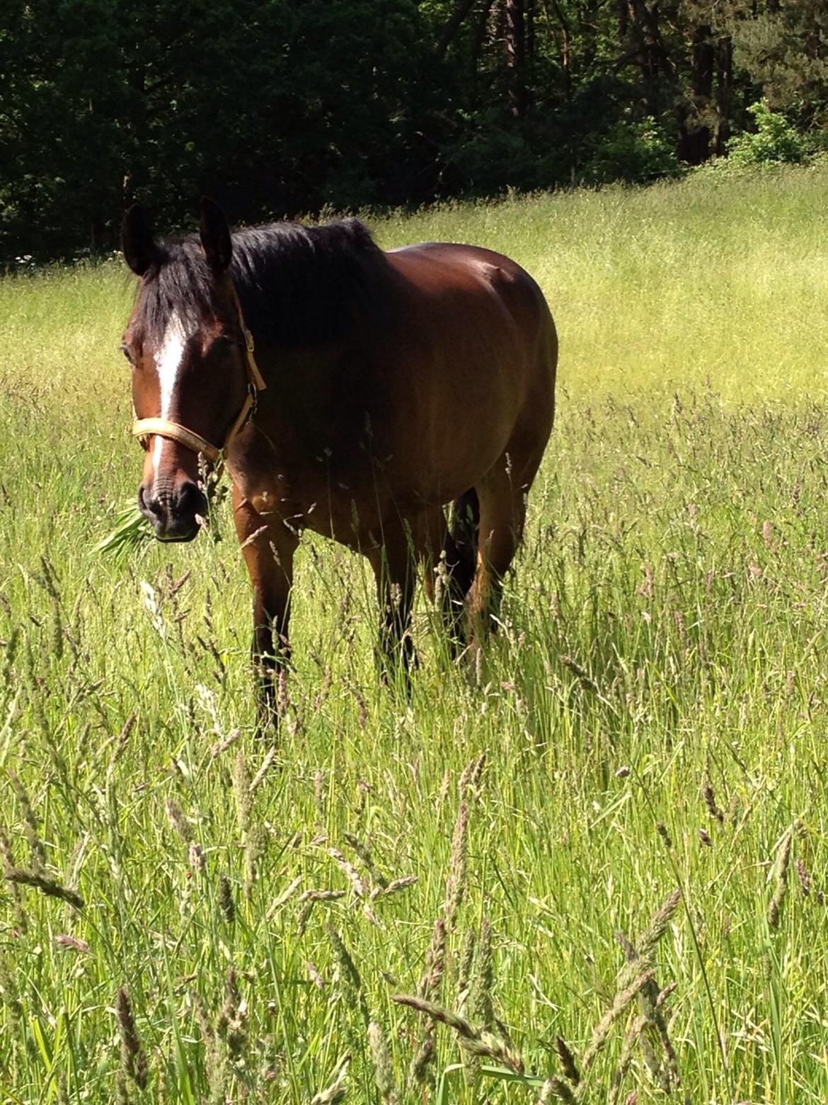 Dansk Varmblod Kildebo's Heartcon billede 21