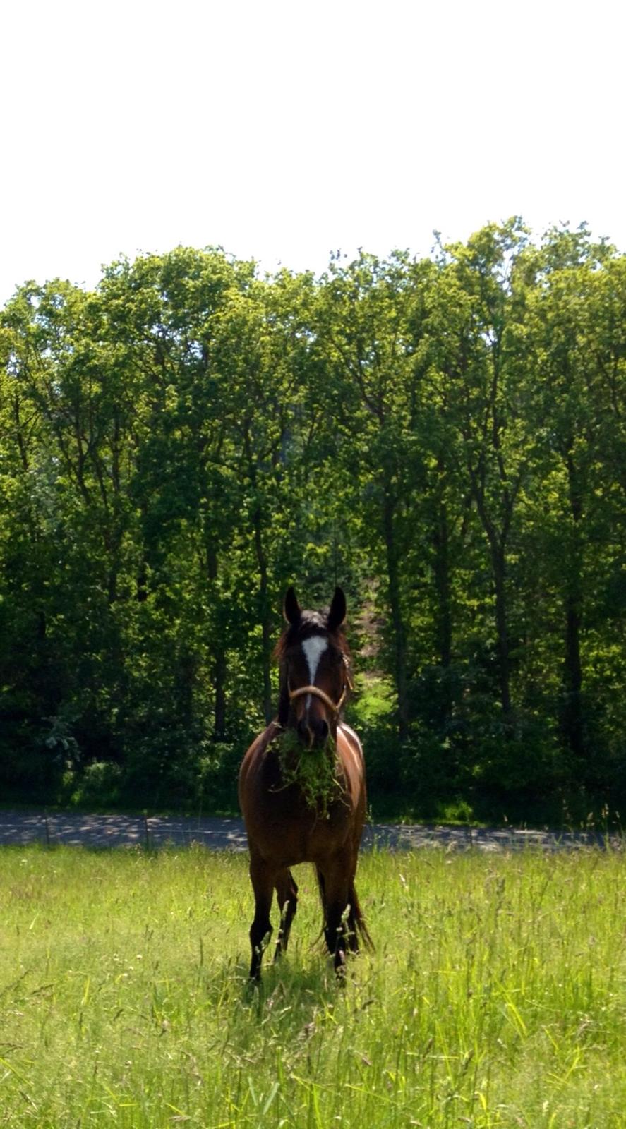 Dansk Varmblod Kildebo's Heartcon billede 12