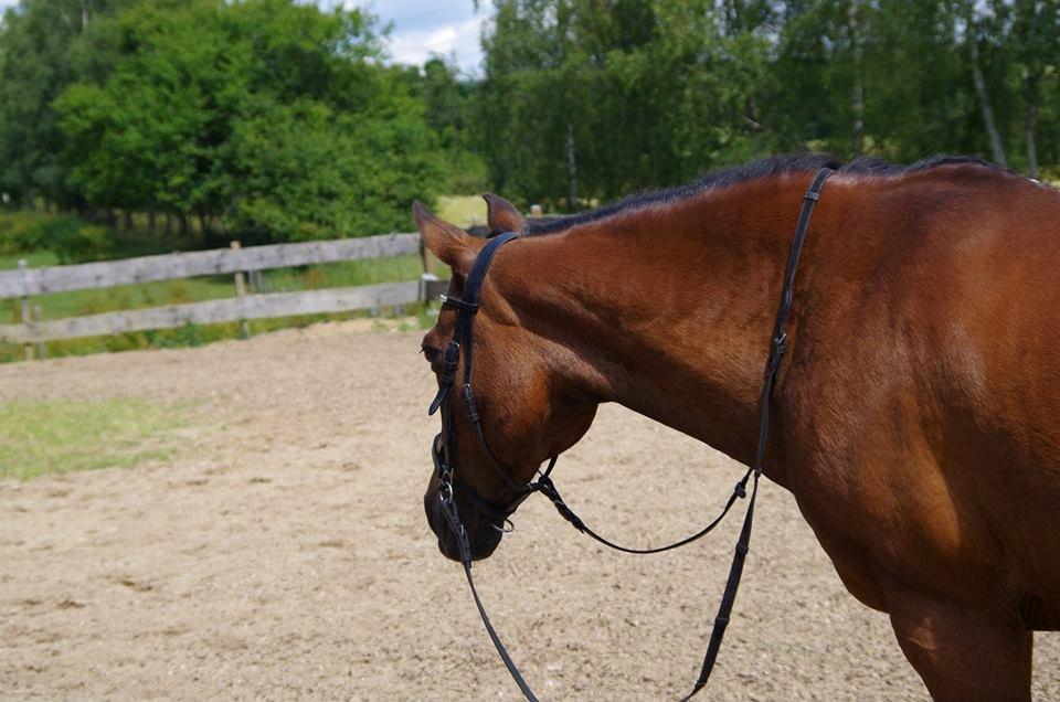 Anden særlig race Diango (miss) billede 20