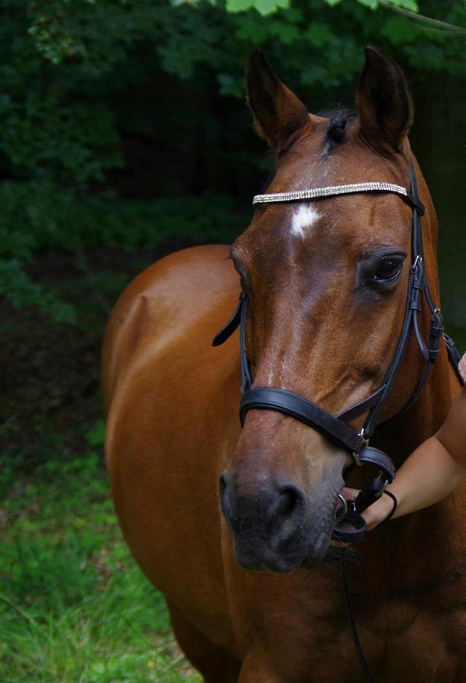 Anden særlig race Diango (miss) billede 7