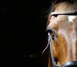 Anden særlig race Diango (miss) billede 2