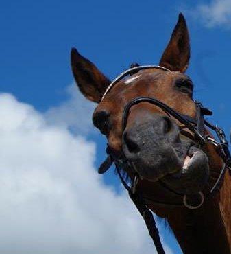 Anden særlig race Diango (miss) billede 3