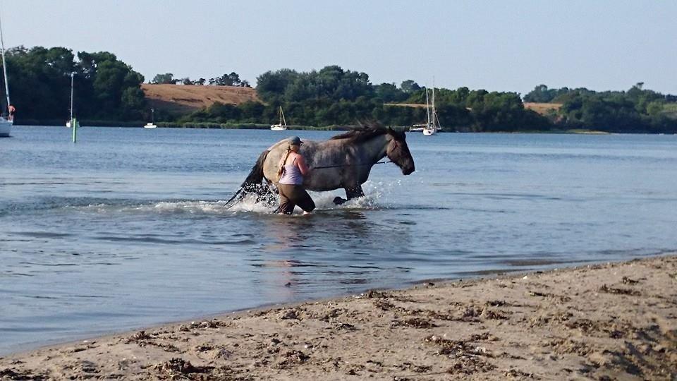 Belgier Bormosens Herkules - Longering i vand :) billede 19