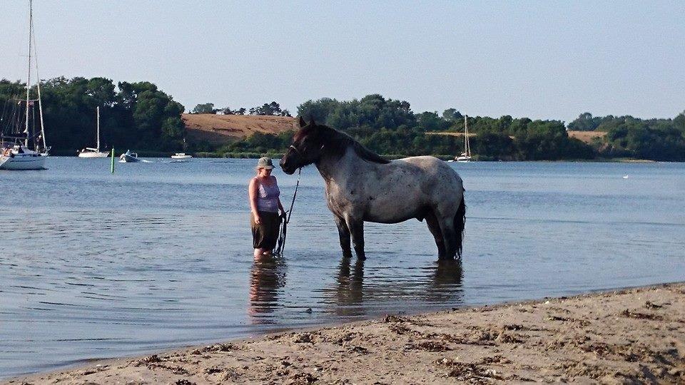 Belgier Bormosens Herkules - han er dybt facineret af både :D billede 3