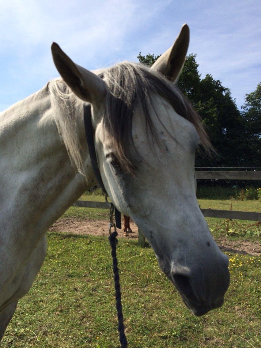 Arabisk fuldblod (OX) Al Wahed Estopa of TAS billede 31