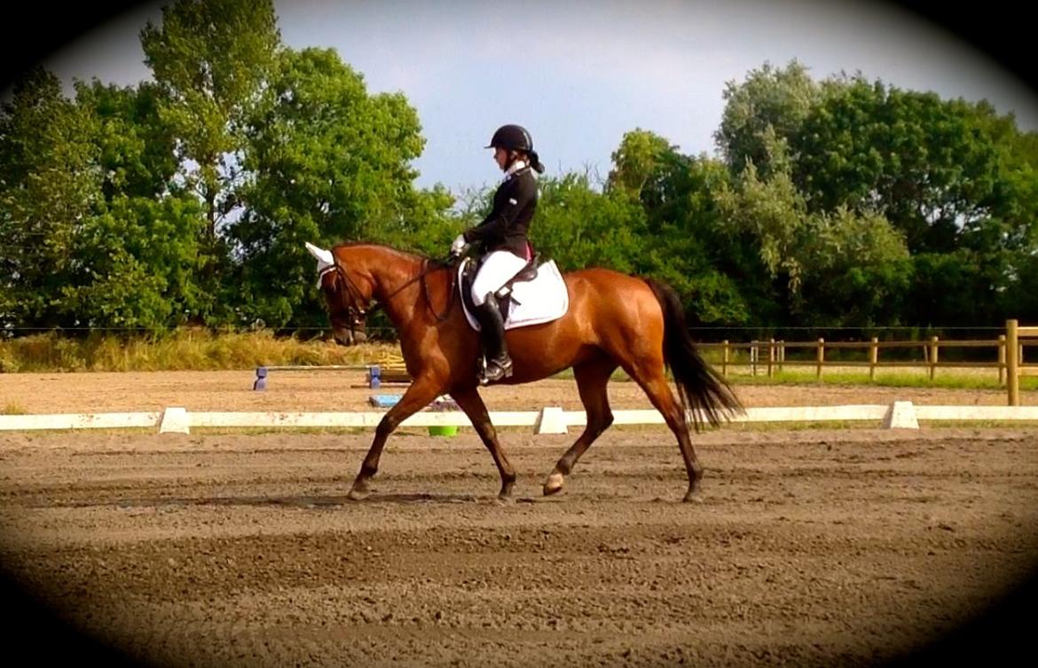 DSP Nikita - Første C-stævne i dressur red LB3 til 67% og blev nr 1<3 Er så stolt over Nikita billede 23