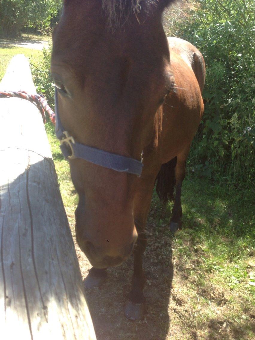 Islænder Katla billede 4