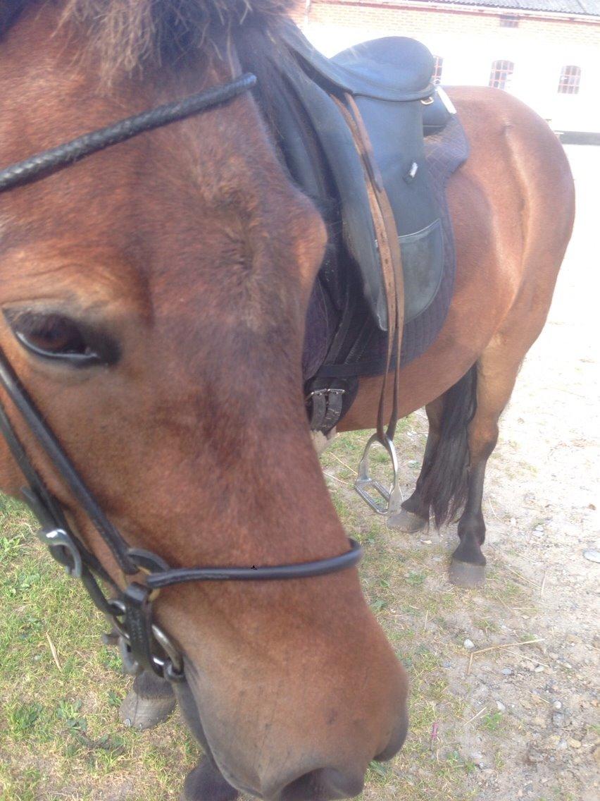 Islænder Katla billede 7