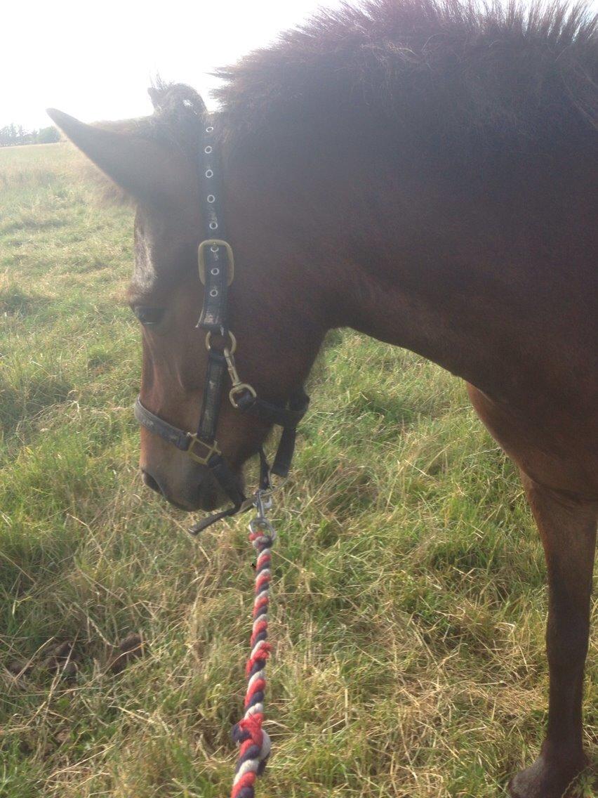 Islænder Katla billede 9