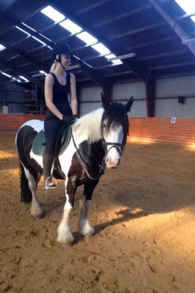 Irish Cob Diesel billede 6