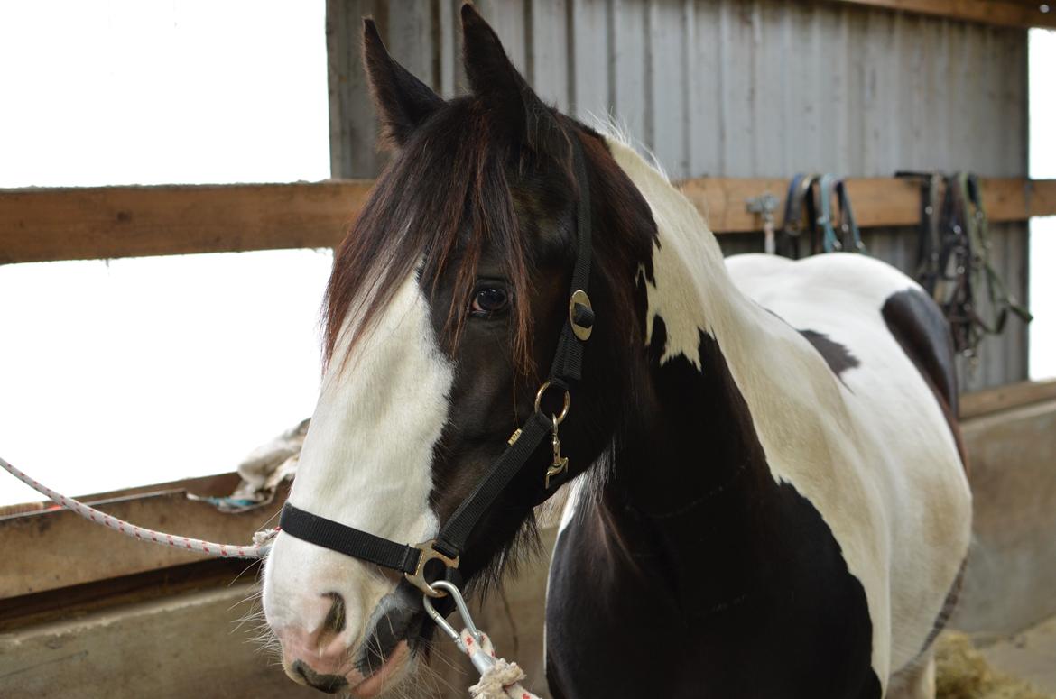 Irish Cob Diesel billede 13