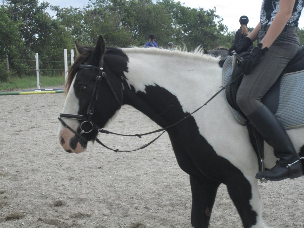 Irish Cob Diesel billede 2