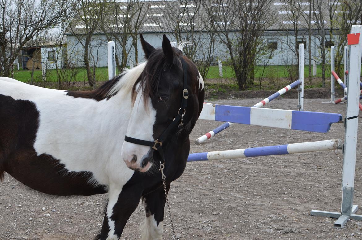 Irish Cob Diesel billede 9