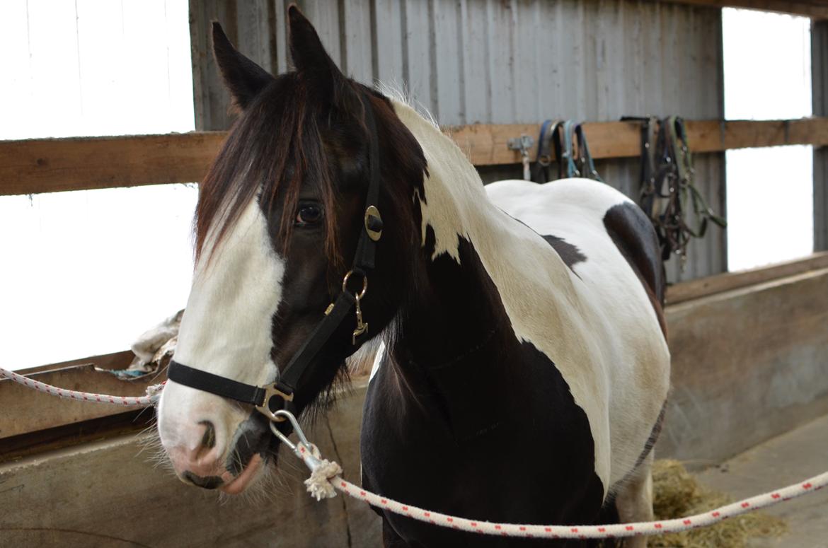 Irish Cob Diesel billede 3