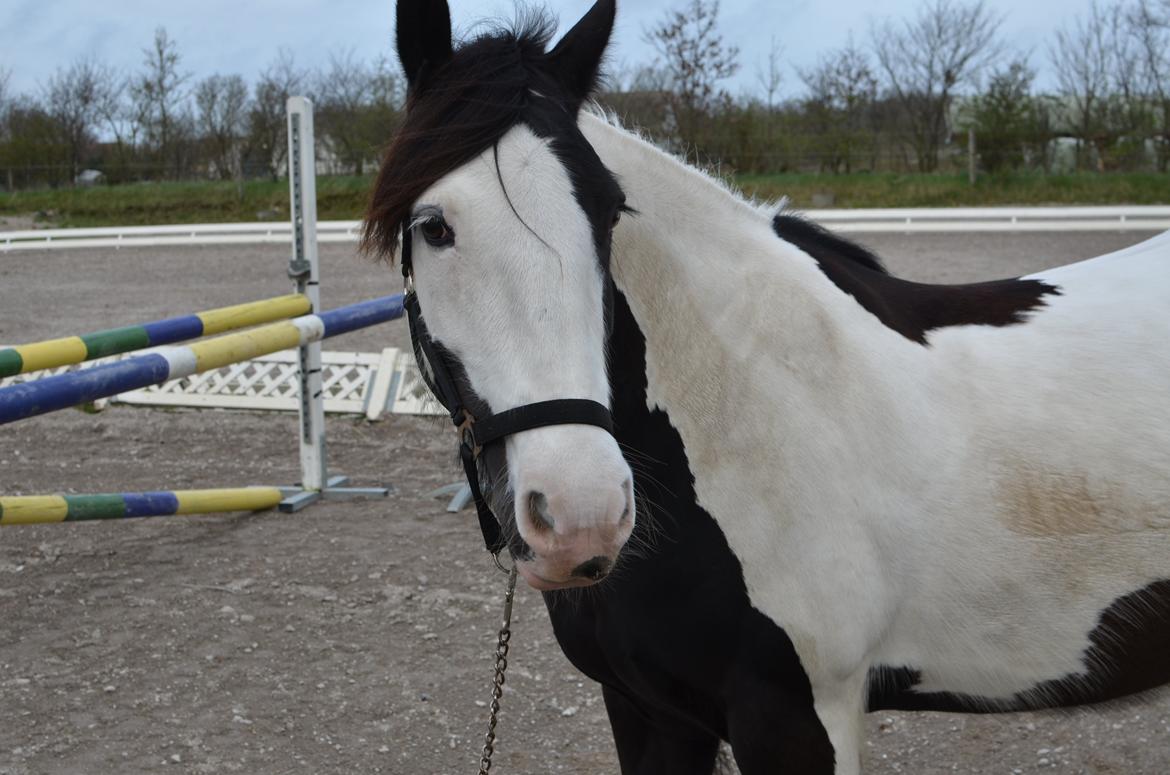Irish Cob Diesel billede 11