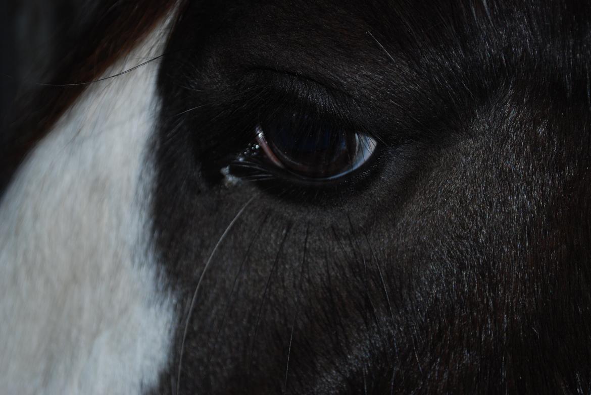 Irish Cob Diesel billede 12