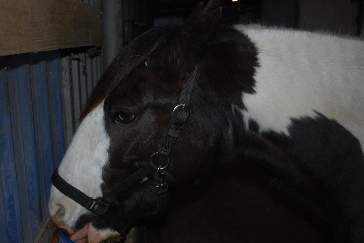 Irish Cob Diesel billede 14