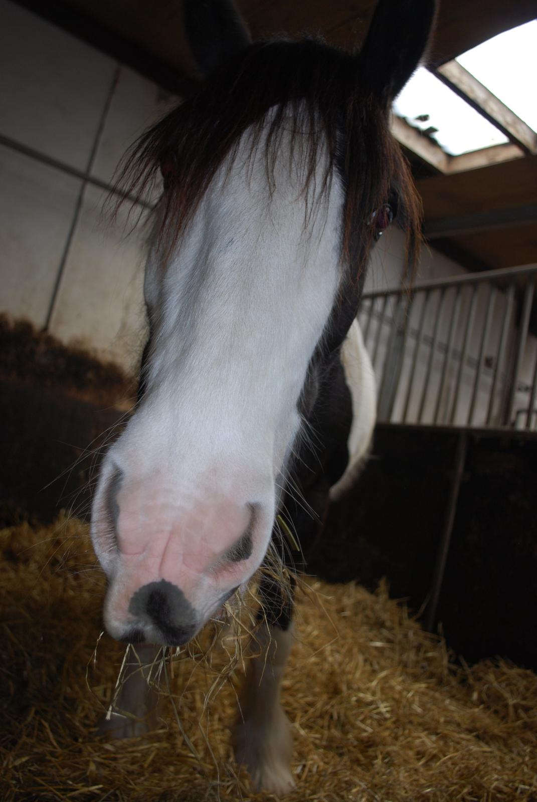Irish Cob Diesel billede 15