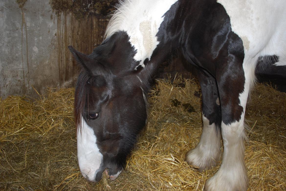 Irish Cob Diesel billede 16