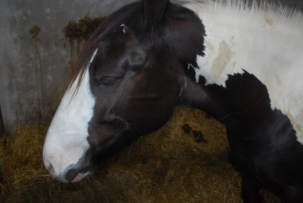 Irish Cob Diesel billede 17