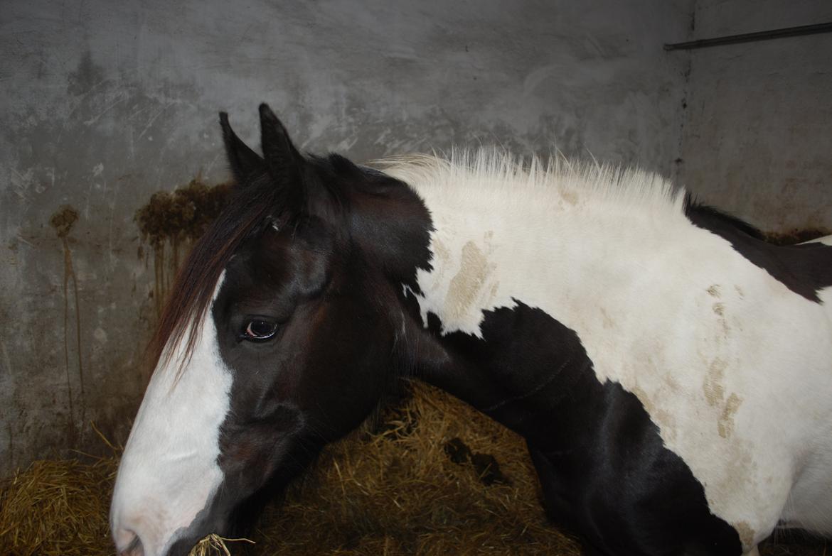 Irish Cob Diesel billede 19