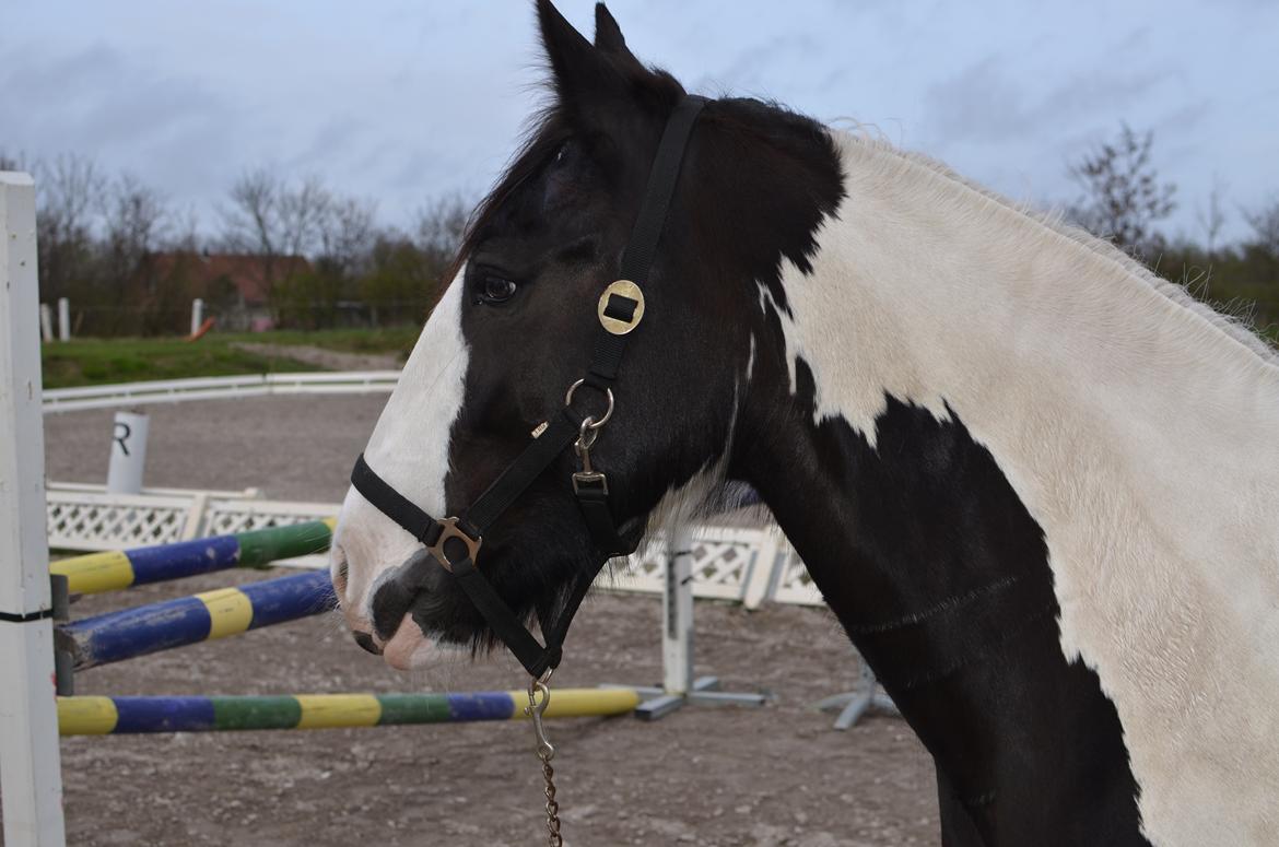 Irish Cob Diesel billede 5