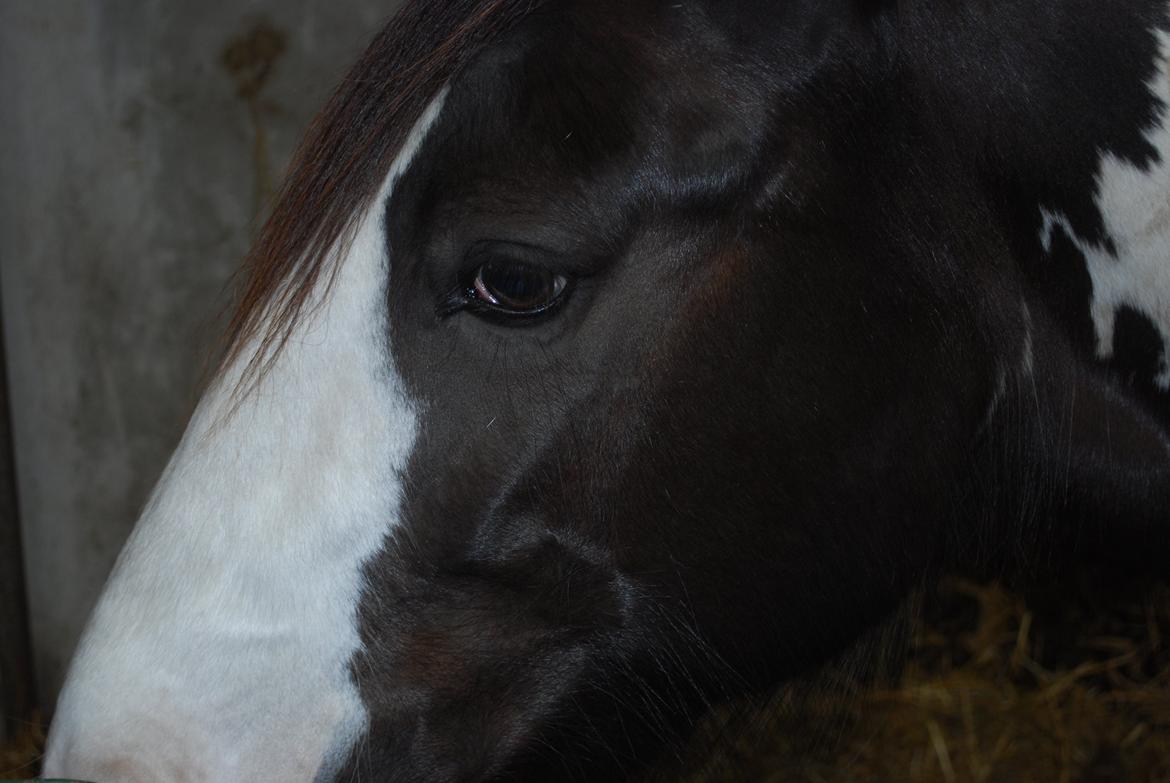 Irish Cob Diesel billede 20