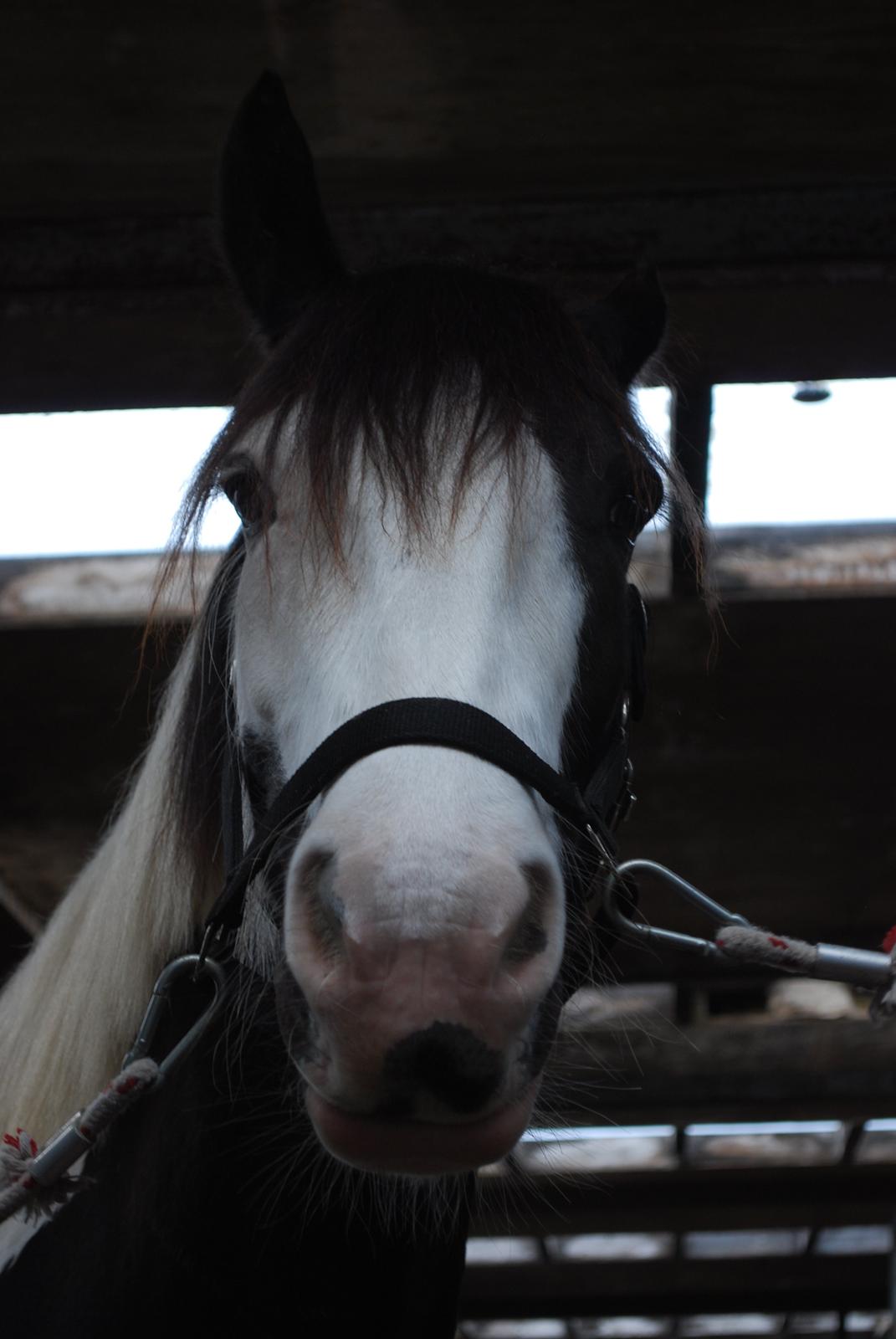 Irish Cob Diesel billede 8