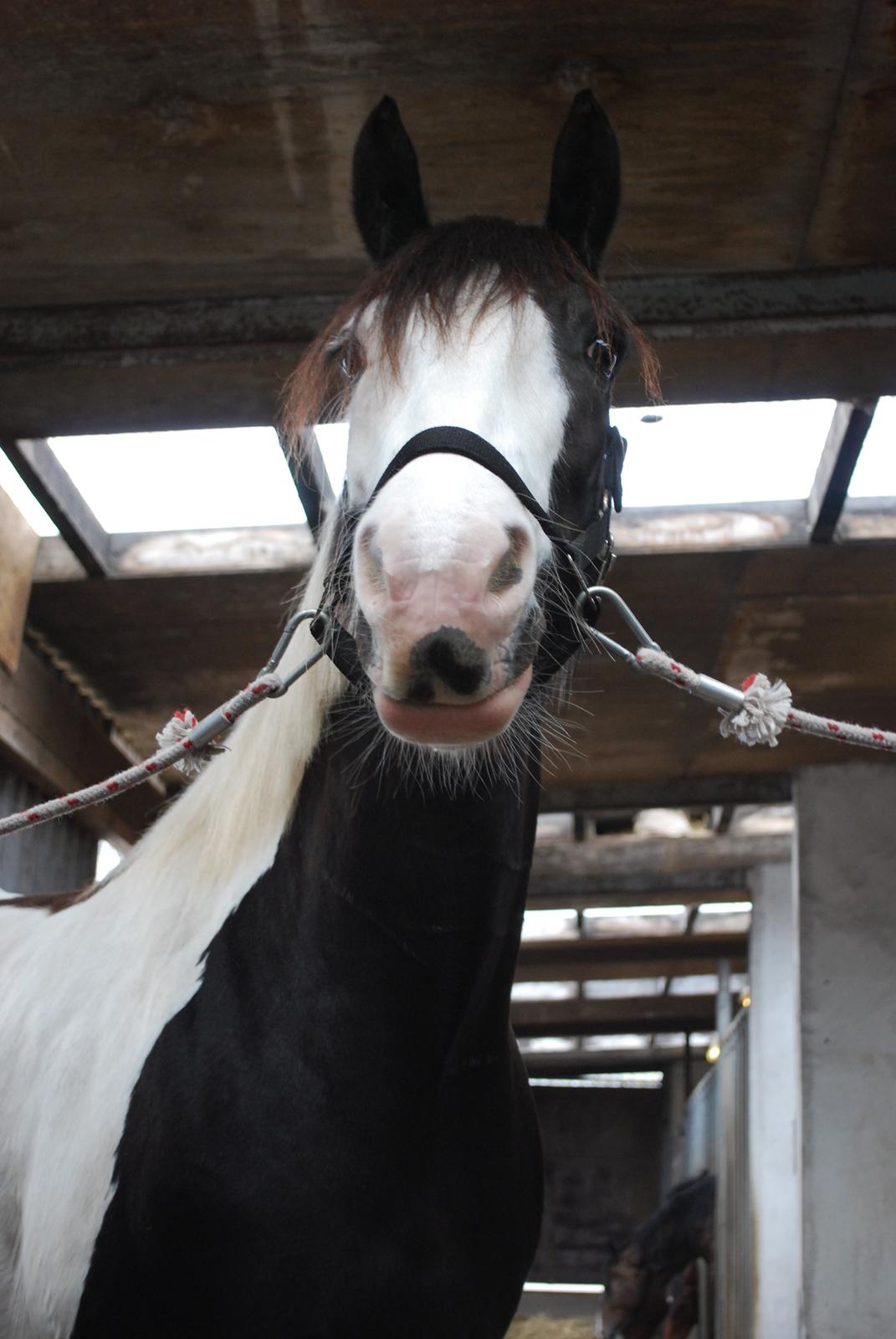 Irish Cob Diesel billede 18