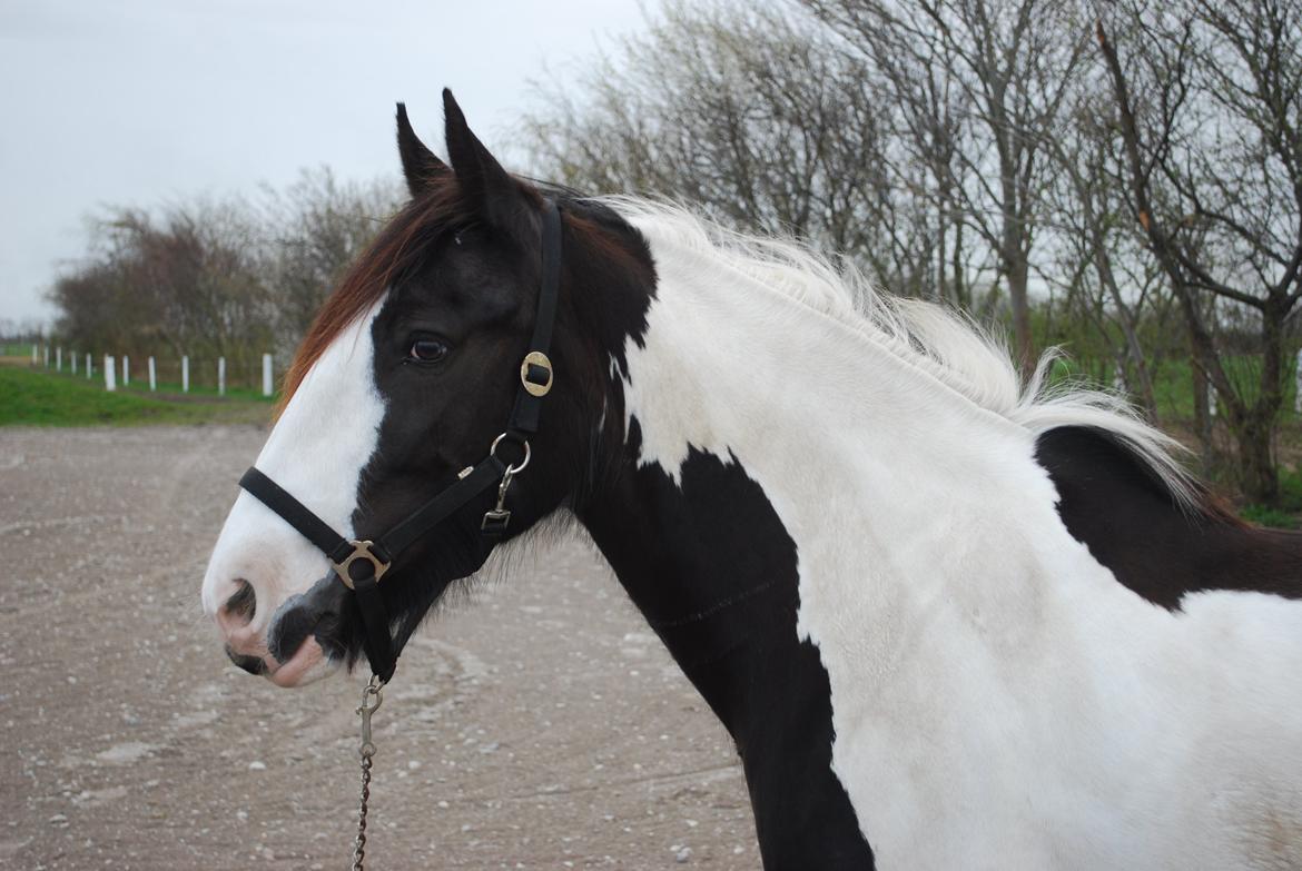 Irish Cob Diesel billede 4