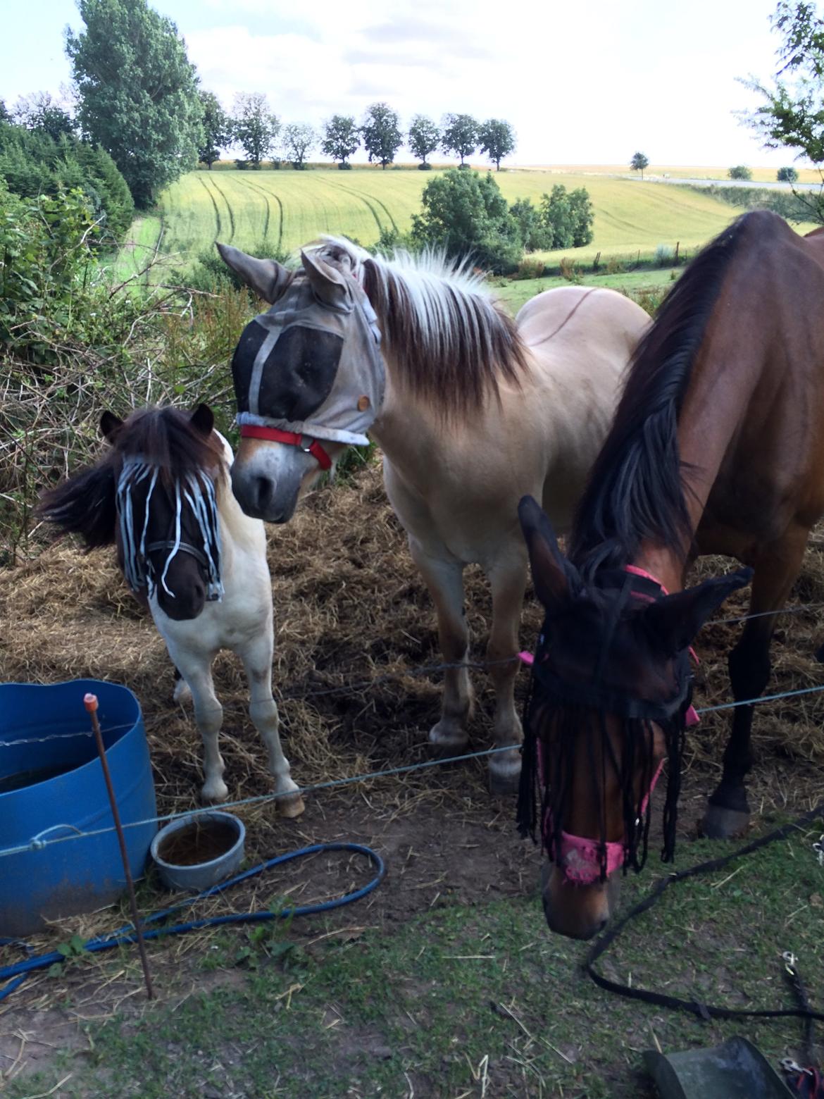 Shetlænder Izmo billede 3