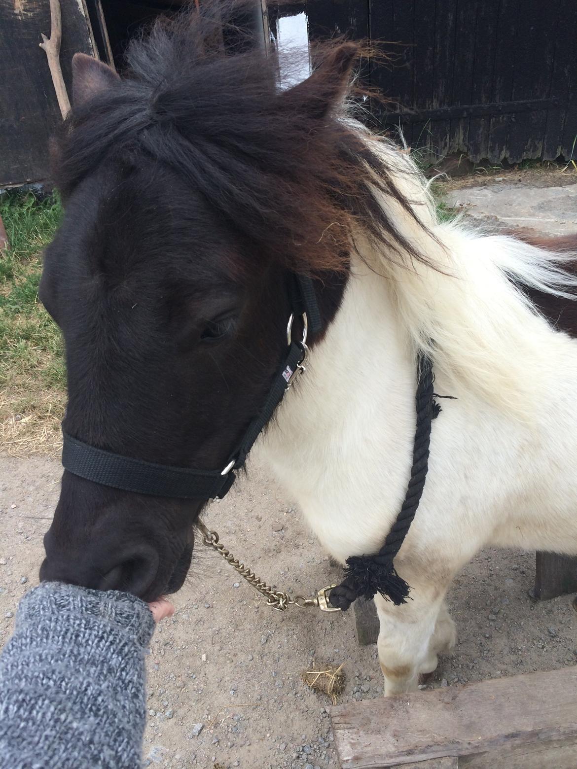 Shetlænder Izmo billede 4