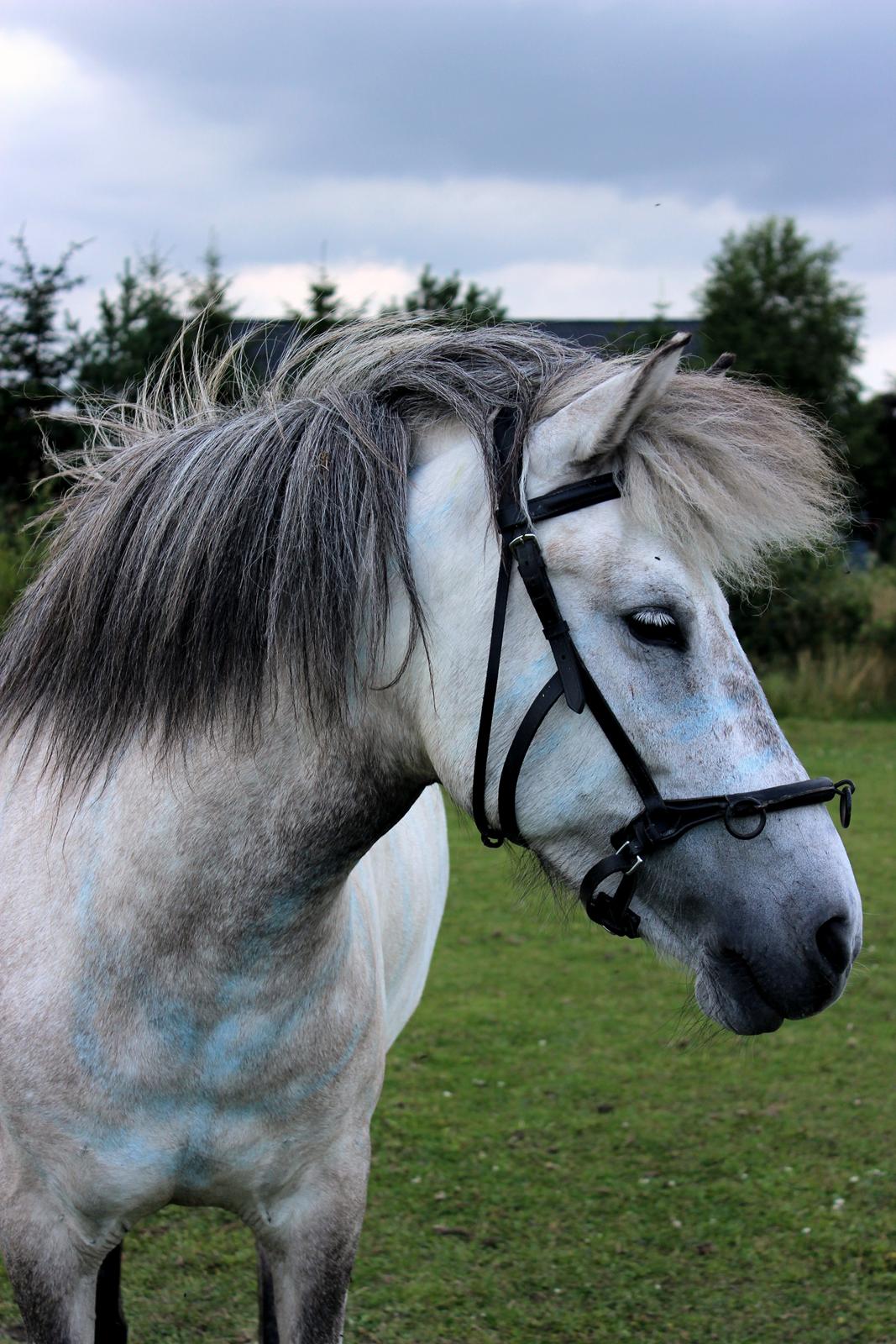Islænder Disa fra Fruerlund - Disa med kapsun for første gang :) Billede - Mig :) billede 27