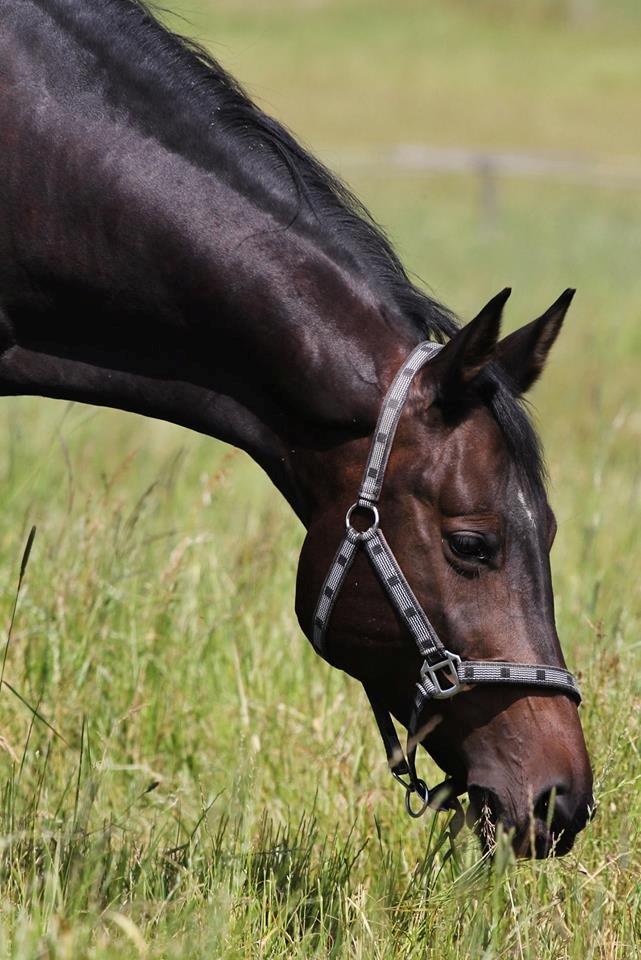 Trakehner Izette af Langbrogård - Sommeren 2014 billede 1