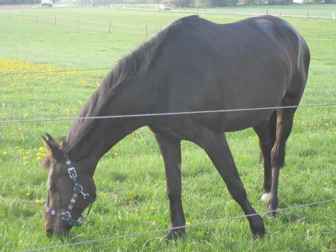 Trakehner Izette af Langbrogård - Juli 2013 billede 5