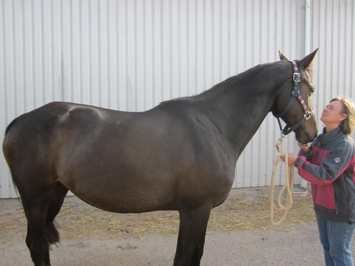 Trakehner Izette af Langbrogård - Maj 2013 - 2 måneder efter ankomst billede 2