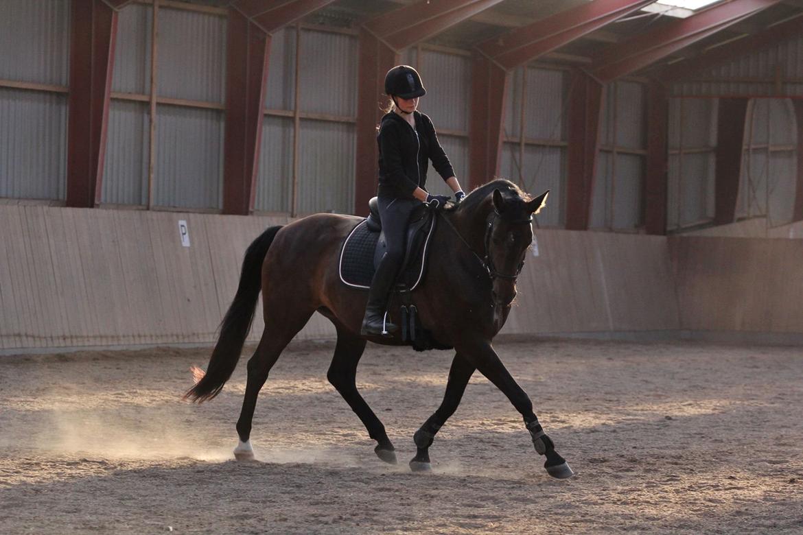 Trakehner Izette af Langbrogård billede 8