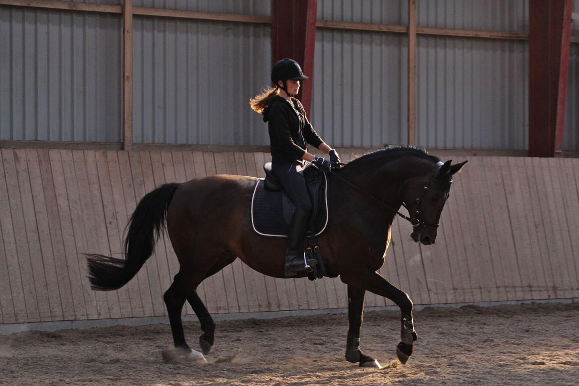 Trakehner Izette af Langbrogård billede 14