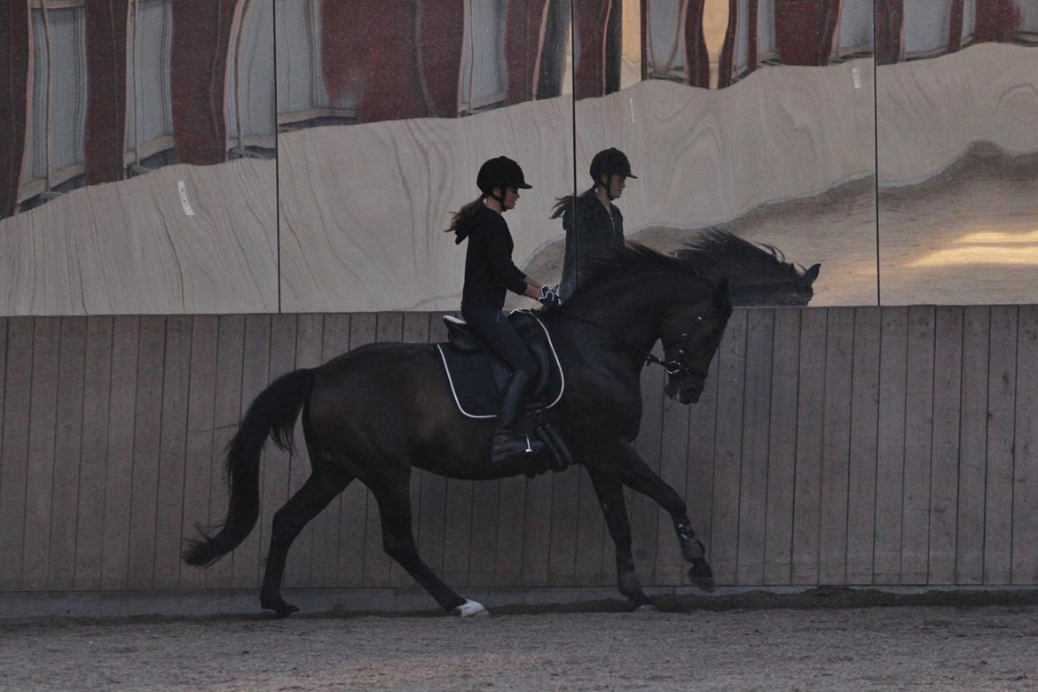 Trakehner Izette af Langbrogård billede 19