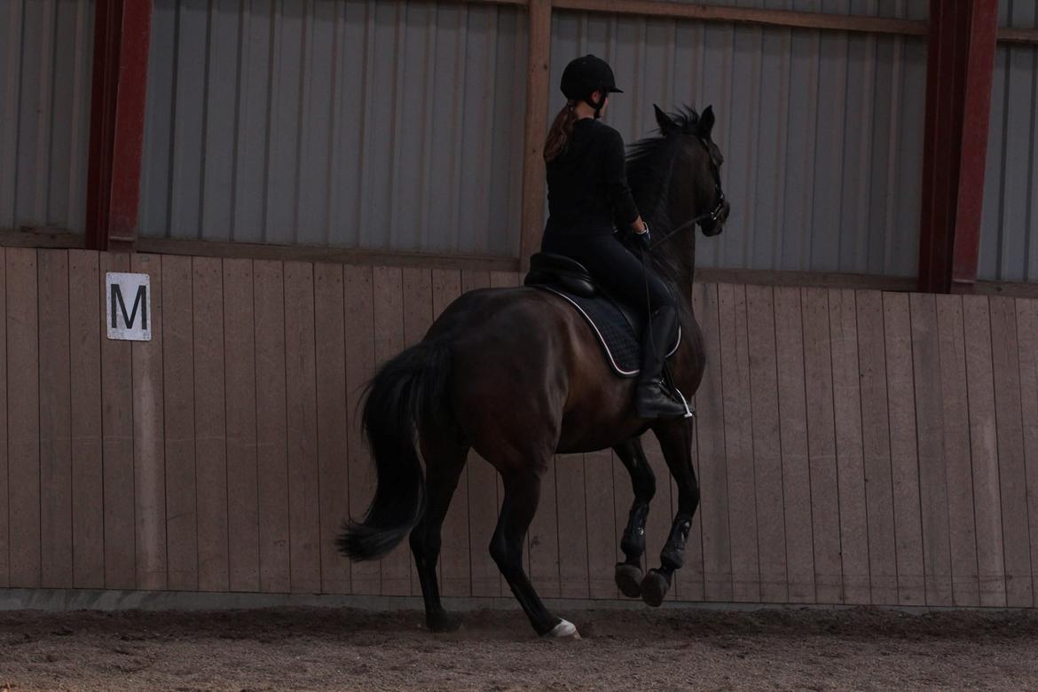 Trakehner Izette af Langbrogård billede 22