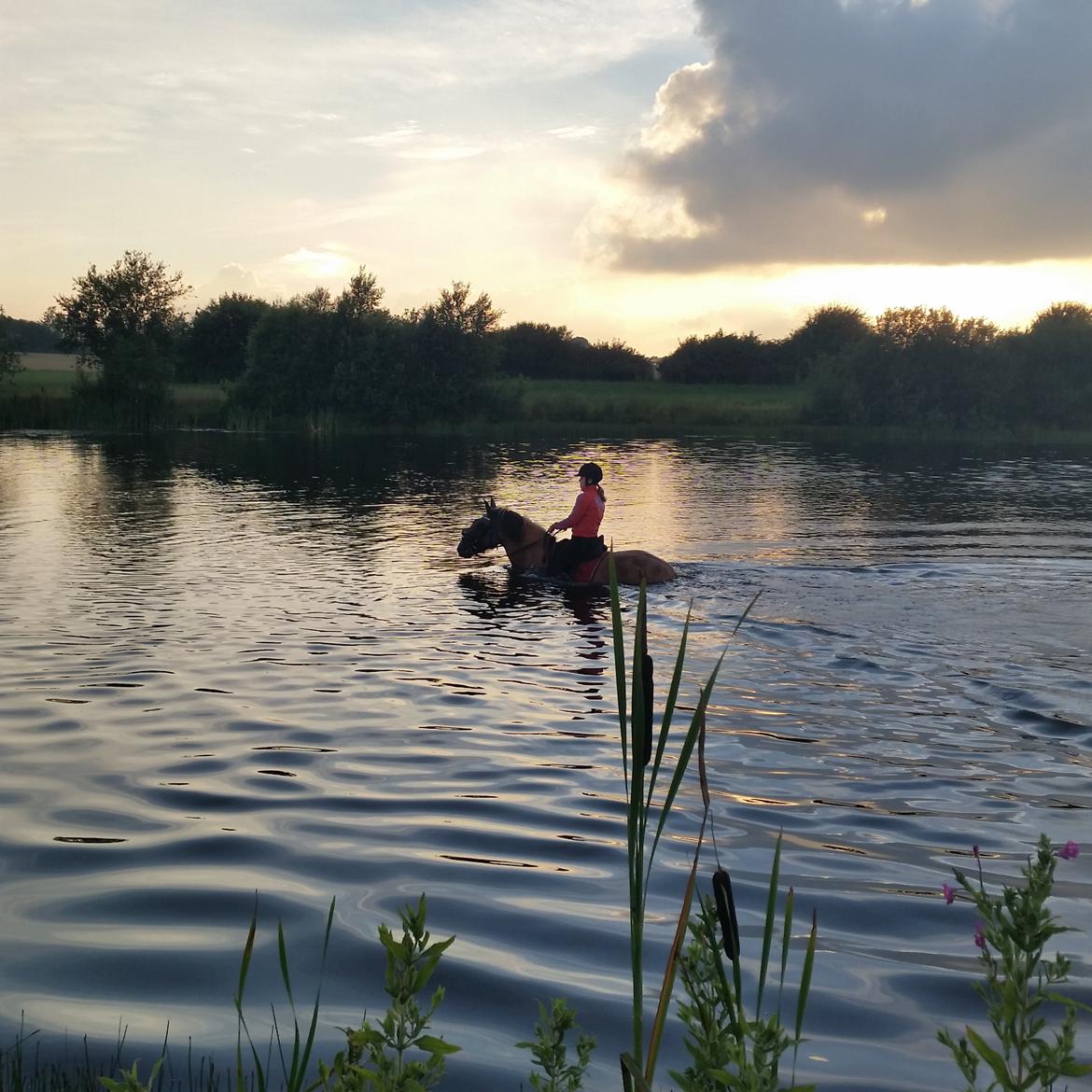 Anden særlig race Mon Chéri billede 24