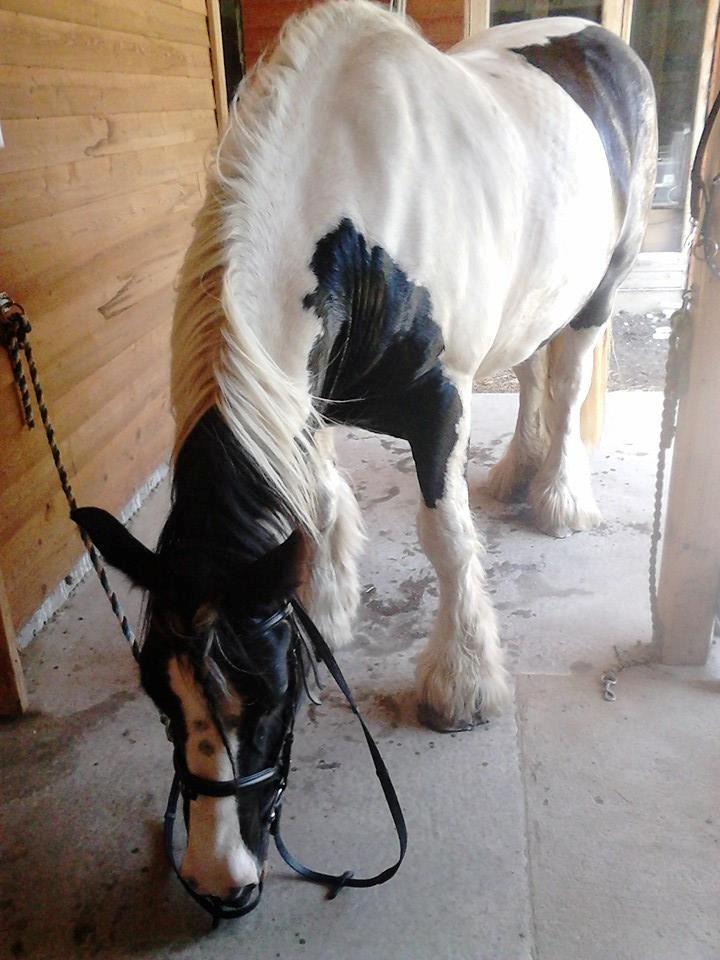 Irish Cob Alana - så skal vi lige få vejret efter 10 kilometer på vej :) billede 2